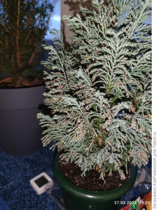 Кипарисовик обмерз