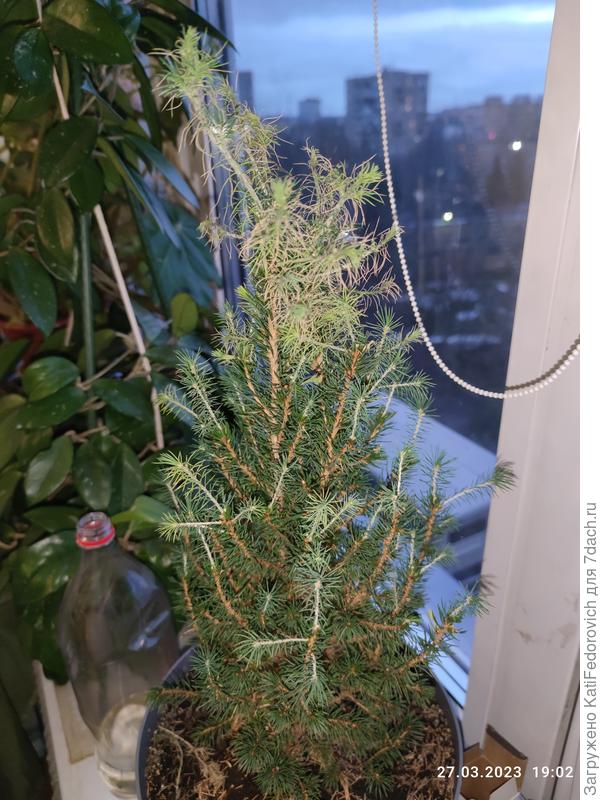 Елка обмерзла