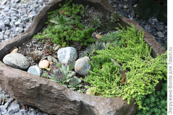 молодила + суккуленты