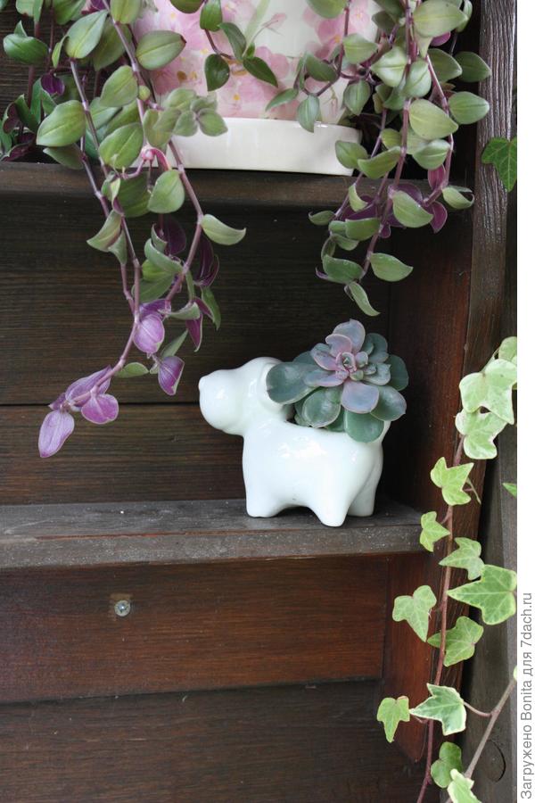 на стеллаже с другими комнатными кветами