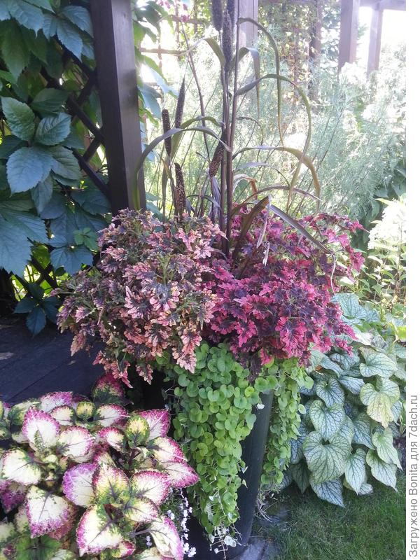 с колеусами и дихондрой