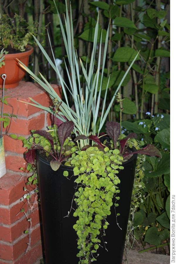 А тут элимус с дихондрой и сальвией