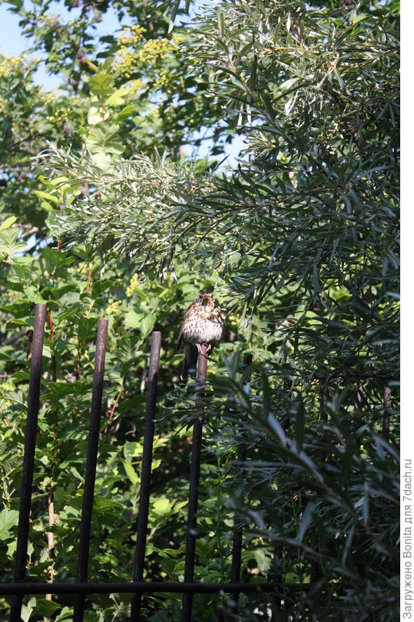 птенец кукушки