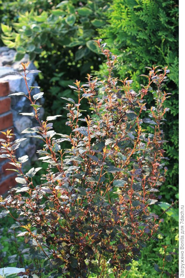 Little Joker, вертикальный рост побегов до 1м