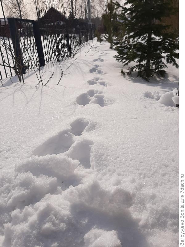 И зайка под ёлкой пробегал прямым ходом к яблоням