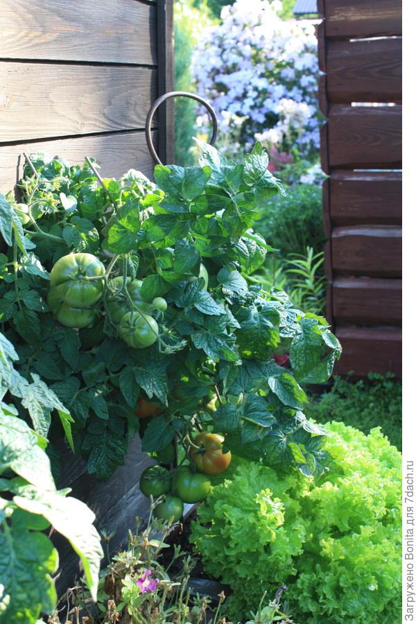 Это совсем не кнопка )))