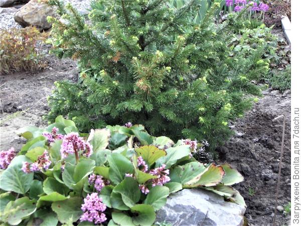 Хермес на молодой пихте у меня в саду