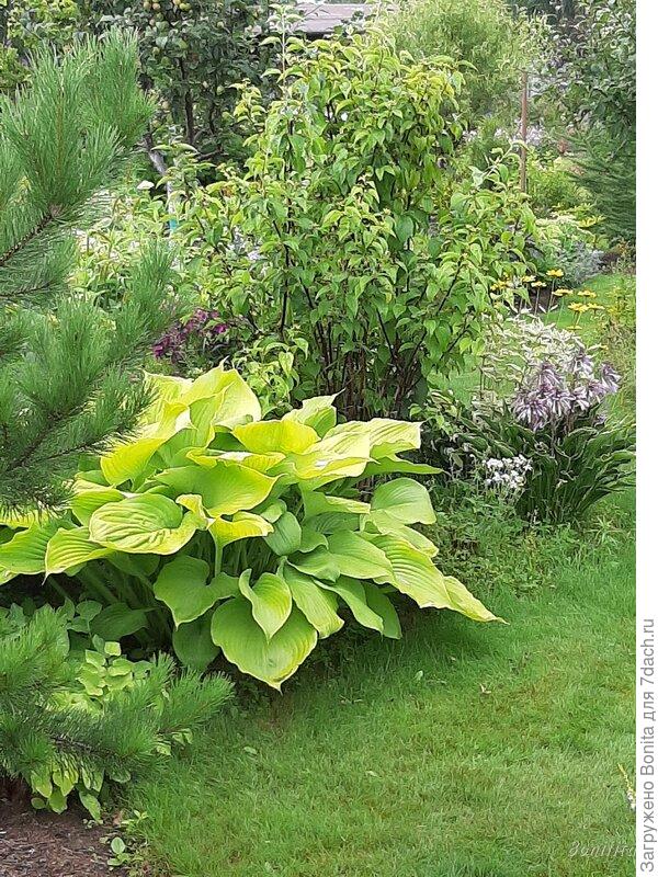 Хоста Sum and Substance