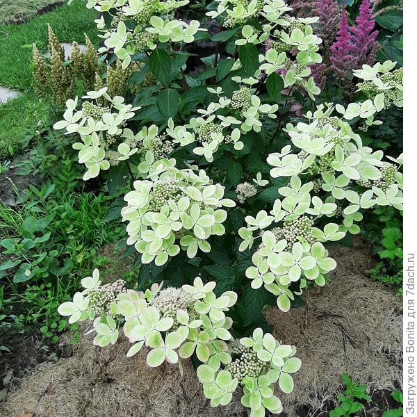 Пастель Грин в начале цветения