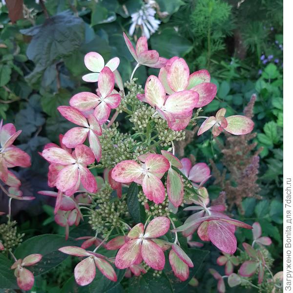 Соцветия Пастель Грин крупно