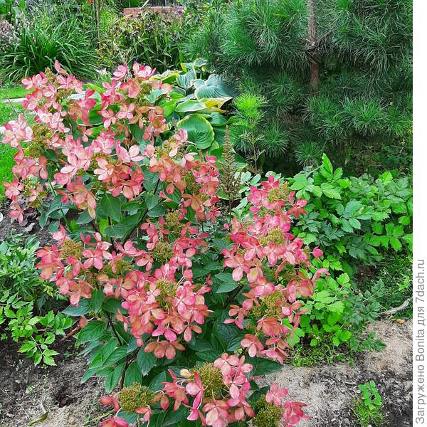 Пастель Грин