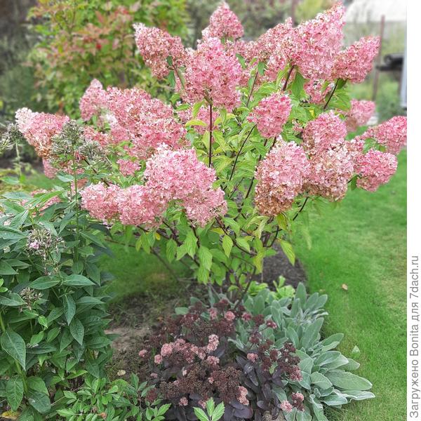 Ванилла Фрайз