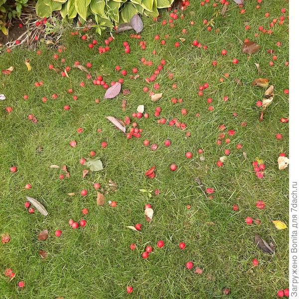 Тоже осыпается