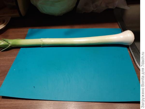 Лук-порей, сорт Жираф