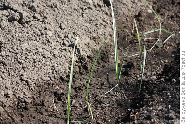 Через неделю после высадки в канавку