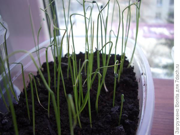 Вот в такой плошке рассада растет от посева до высадки в открытый грунт