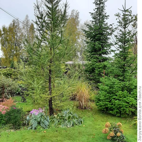 Лиственница ещё зеленая