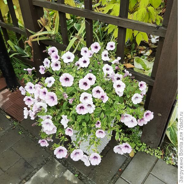 Удивительно, но петуния бодрячком))