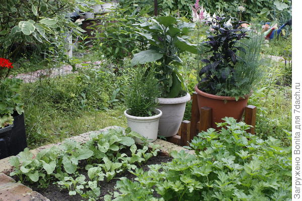 В горшках баклажан, перчик и розмарин.