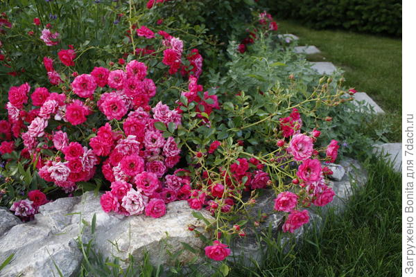 Вот еще нашла фото Rody