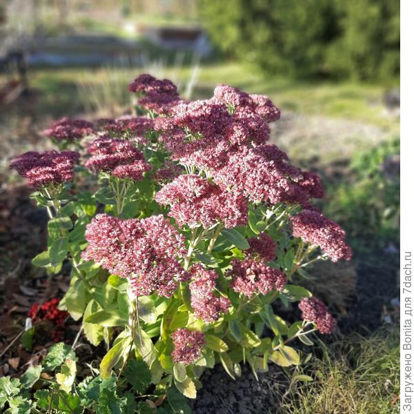 Последние летние краски