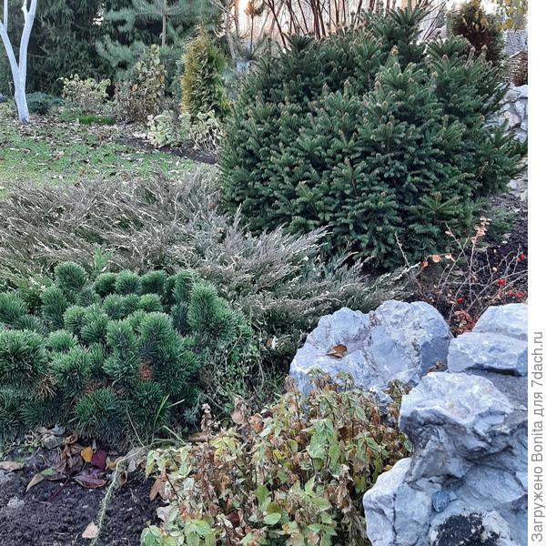 Хвойные - солисты в осеннем саду