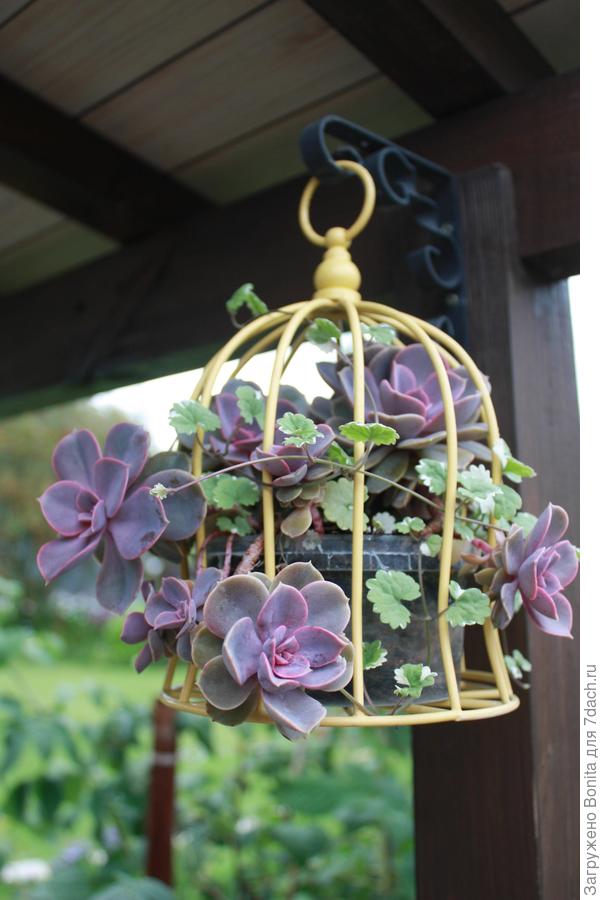 Кстати, тут видно, как эхеверия свешивается на ножке. Но тут так и задумывалось.