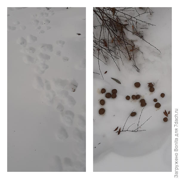 Следы "гостей". И подарки оставили