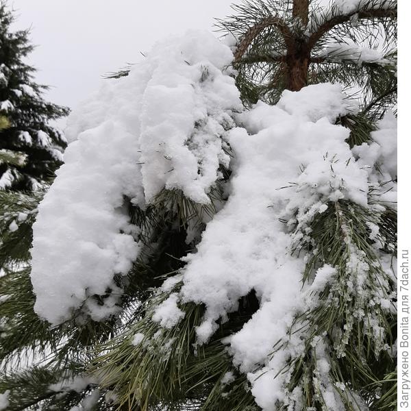 Это замерзший снег. Целый час ходила околачивала