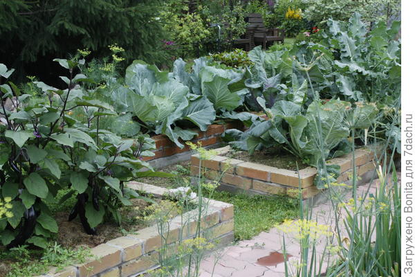 И на грядках хороша, просто фотомодель!