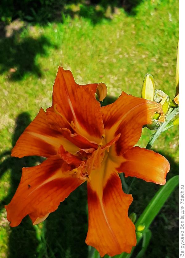 Этот подарен, имя не знаю, ценю за махровость.