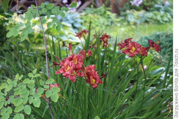 American Revolution - мелкоцветковый, воздушный, и винный цвет очень нравится