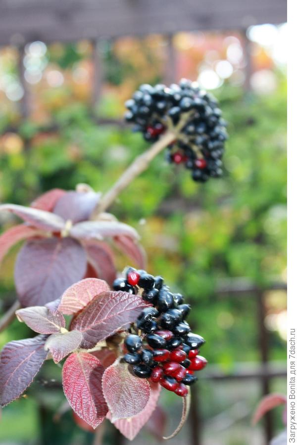 Ягоды тоже очень декоративны