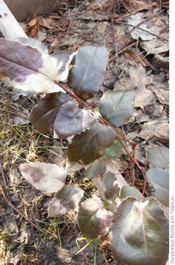 И вот такое безобразие этой весной