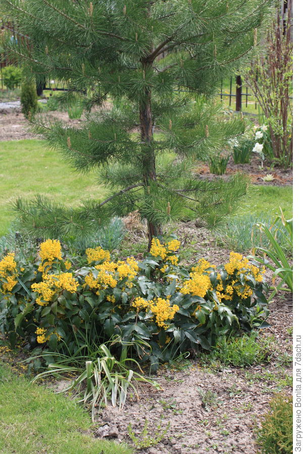 Потом вот такое цветение