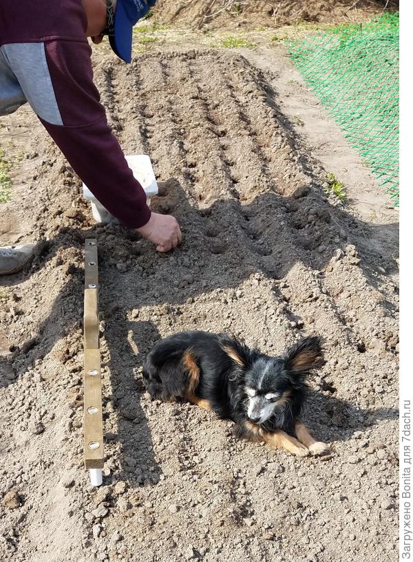 Рейка, по центру ручка, внизу с одинаковым шагом &quot;зубья&quot;