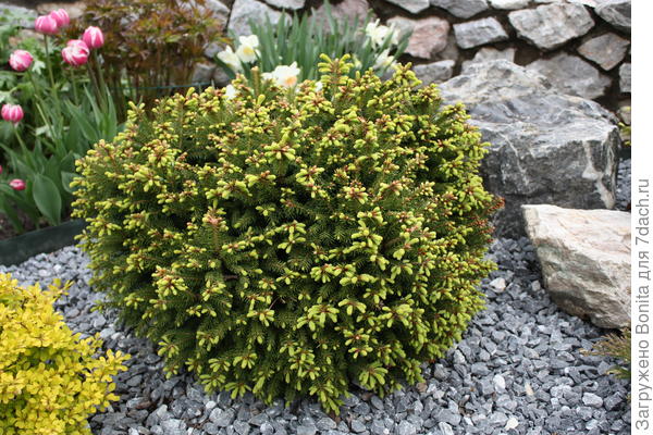 Через 5 лет. 2014г. Почти сомкнулись.