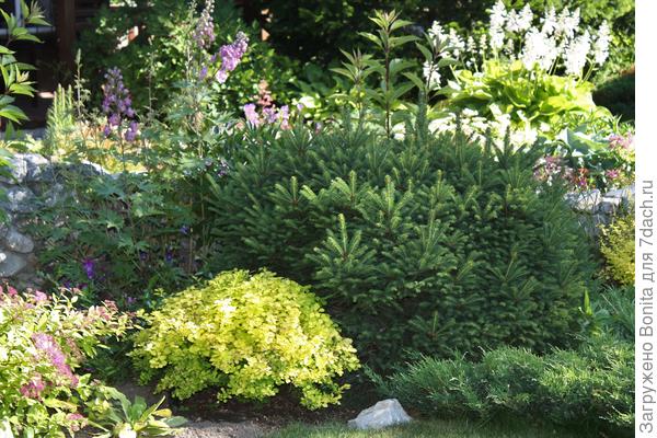 Это в 2020г. В этом году барбарис отсадила, т.к. с его стороны ель начала редеть.