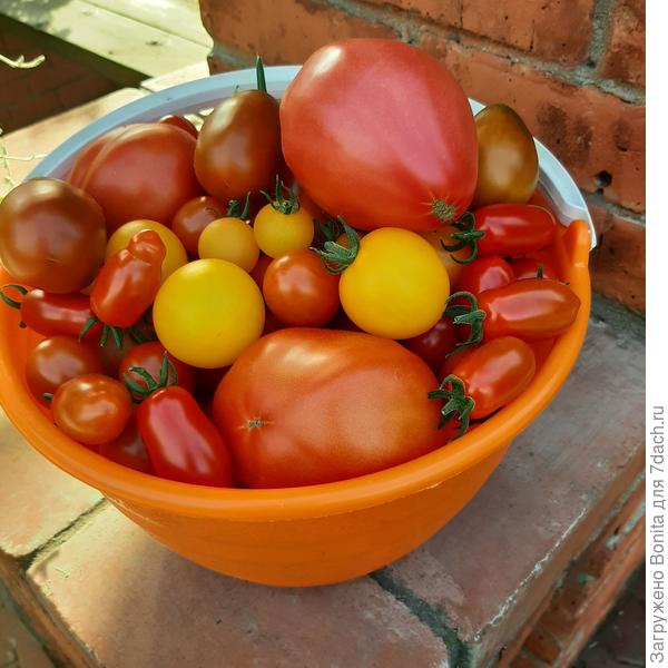 Собрала очередное ведерко, а крупноплодных-то маловато будет