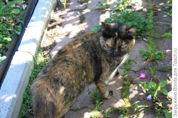 Видимо, кошка это