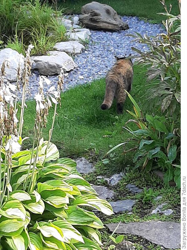 Еще один гость, этот очень наглый )), медленно разгуливает, никого не боится