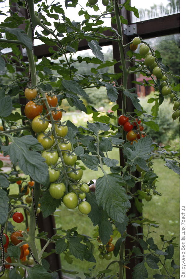 Черри, хорошие кисти