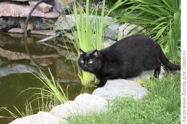 Это другой кот, от ближних соседей, подобранный, красавец. У нашего водоема, тогда внем были рыбки.