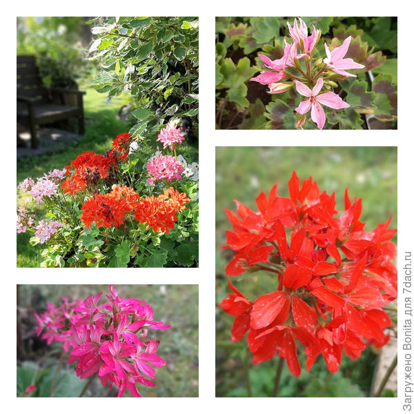 Эти продавались смесью, так и посадила