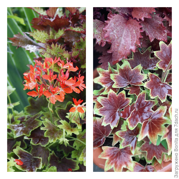 У этой понравился лист, но расцветка самого цветка не впечатлила