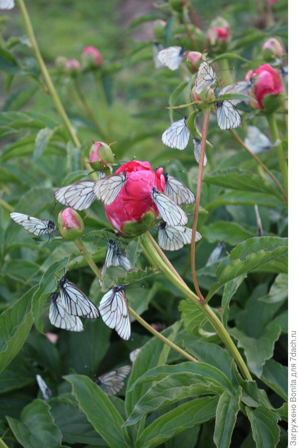 Уже не тусовка, а настоящий пир! )))