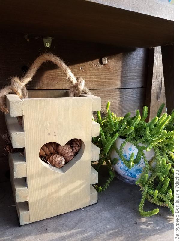 суккулент
