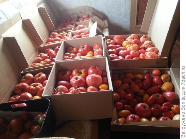 И это, конечно, совсем не весь урожай, это середина августа