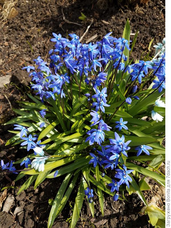 Пролеска голубая (Scilla Blue)