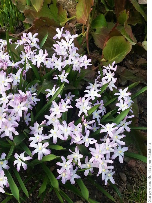 Хионадокса (Chionodoxa Pink Giant)